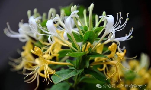 中药百合的作用与副作用-中药百合的作用网 :分享中药百合的作用和功效是什么-百合有什么作用与功效知识